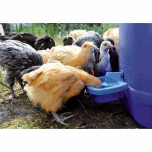 Drinkkom pluimvee voor zelfmontage