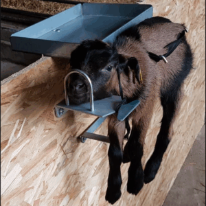 Express Lam-/geithouder